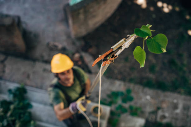 Professional Tree Removal in Somers, MT