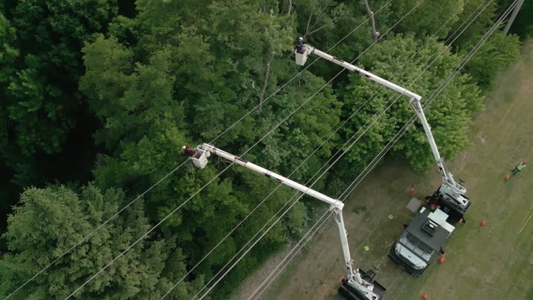 Best Tree Disease Treatment  in Somers, MT