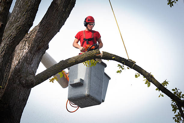 Best Hazardous Tree Removal  in Somers, MT