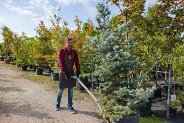 Best Emergency Tree Removal  in Somers, MT